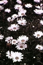 Spring Symphony