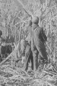 Cane Sugar