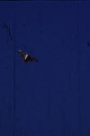 Flying Fish