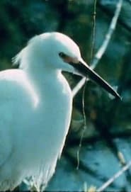 Watching Birds with Roger Tory Peterson