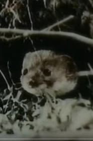 The Weasel