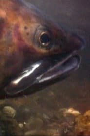 Cutthroats of Yellowstone