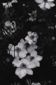 Für P. (Weiße Blumen)