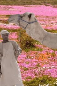 The Future Was Desert