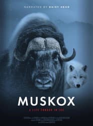 Muskox
