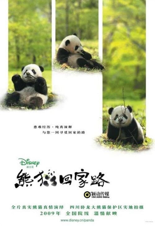 Trail of the Panda