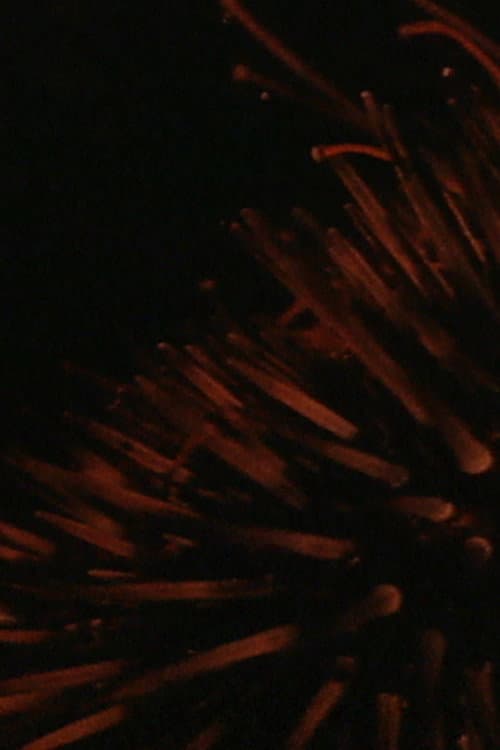 Sea Urchins