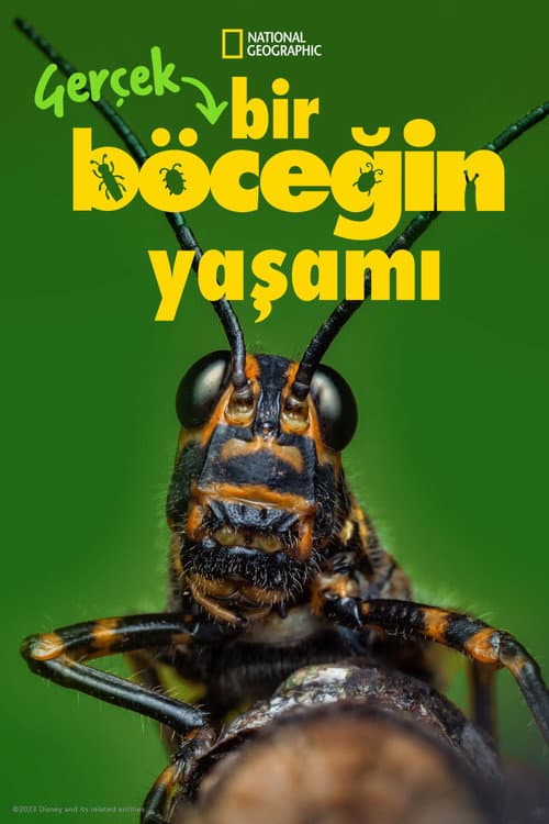 A Real Bug's Life