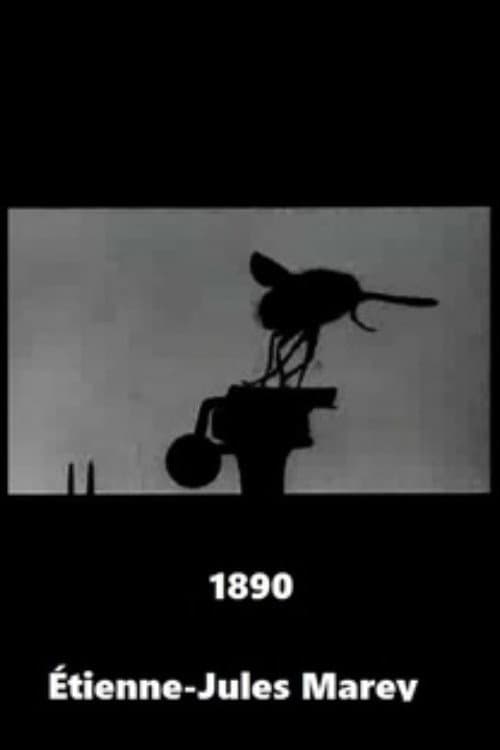 Flight of the Large Blue Fly