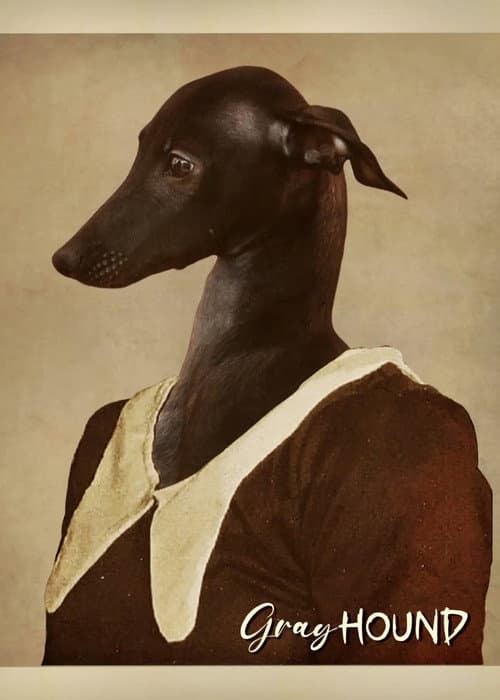 Gray Hound