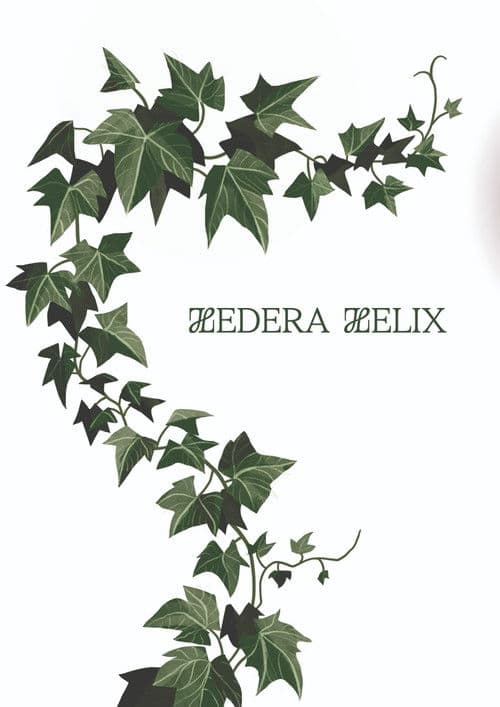 Hedera Helix