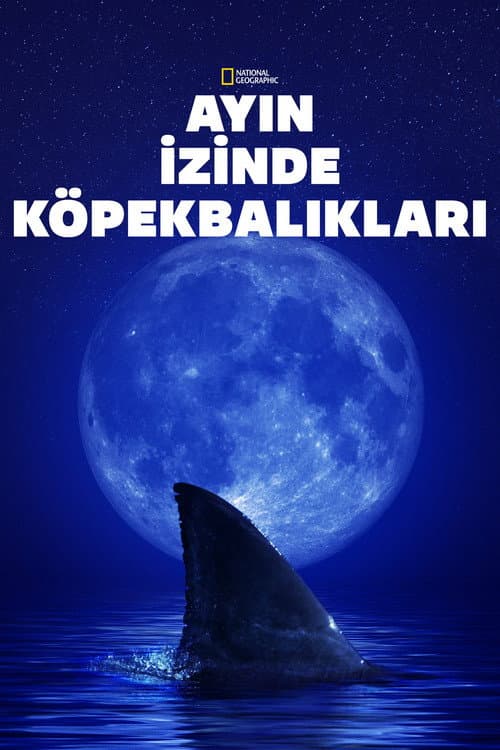 Shark Side of the Moon