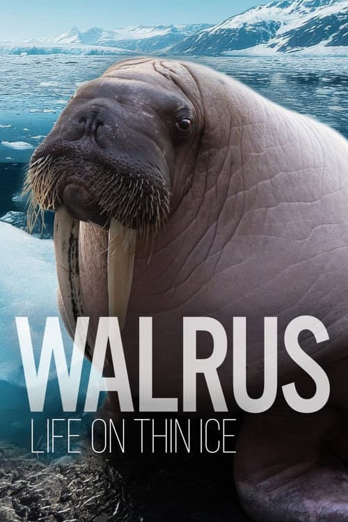 Walrus: Life on Thin Ice