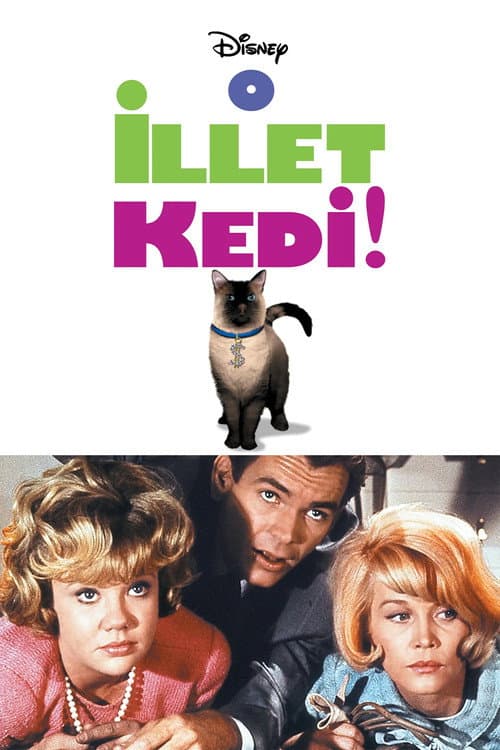 That Darn Cat!