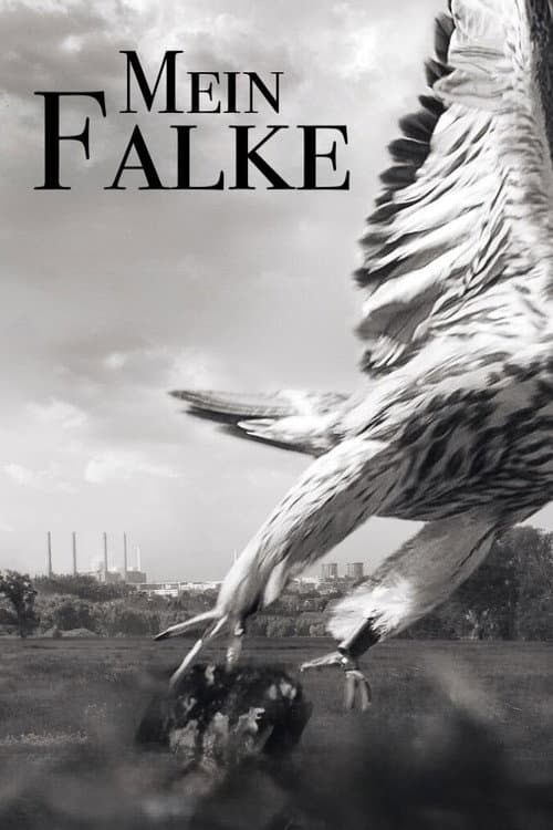 My Falcon