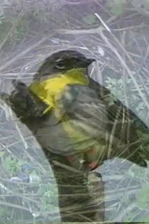 Why Not a Sparrow