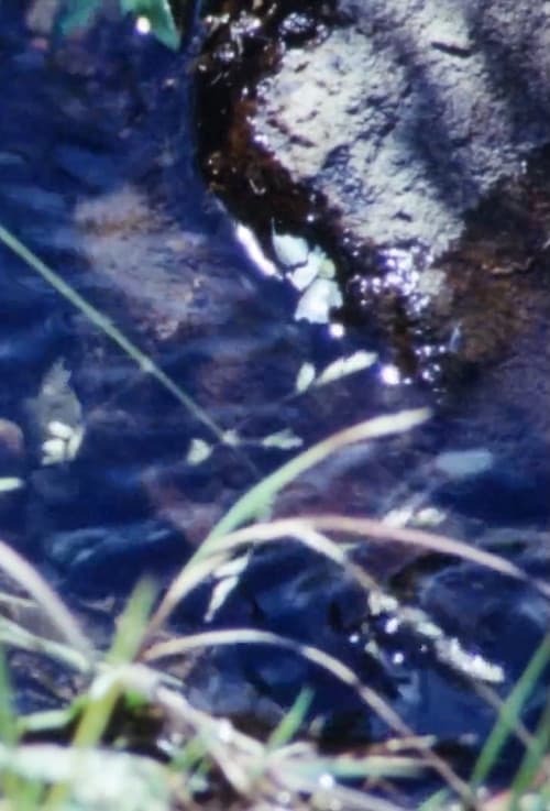 La Source De La Loire