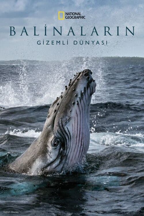 Secrets of the Whales