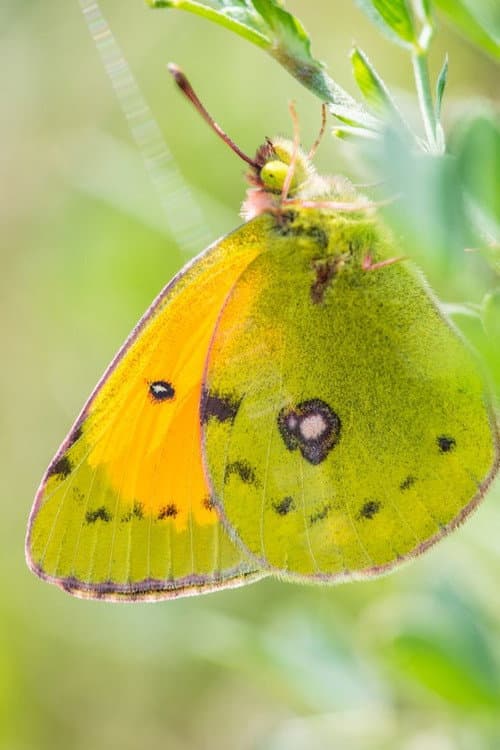 A Butterfly's Tale