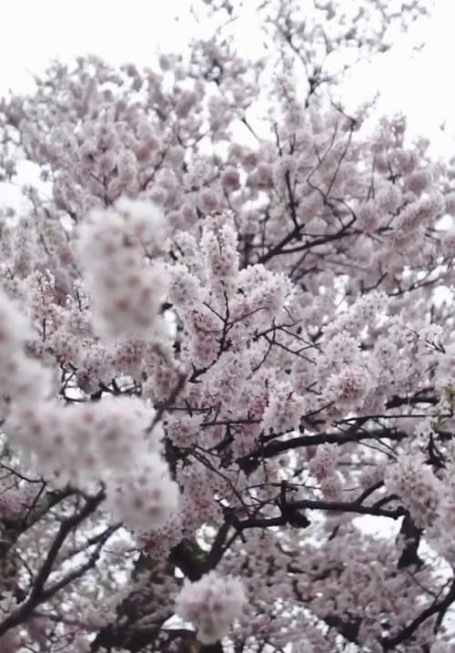 Cherry Blossom on My Palm