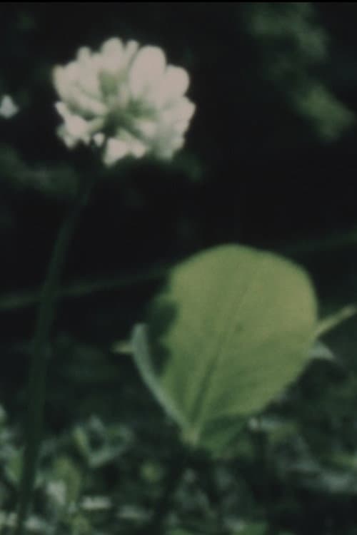 Wildflower