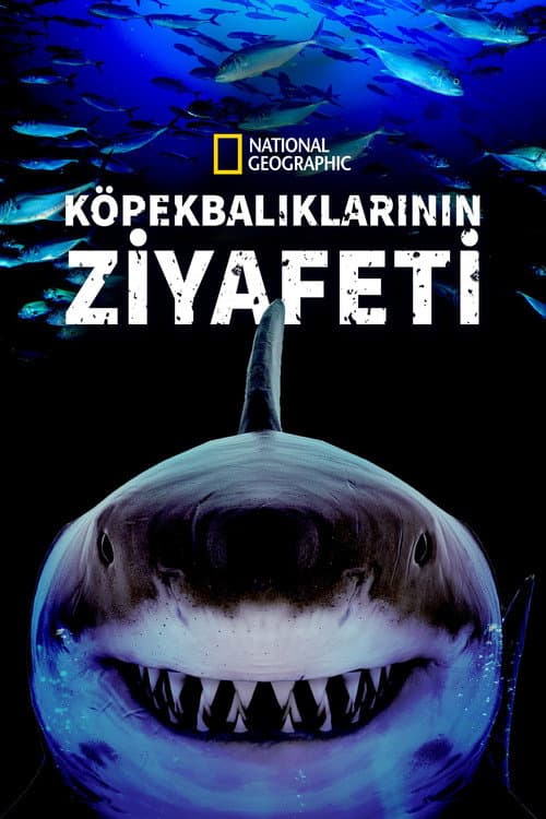 Great Shark Chow Down