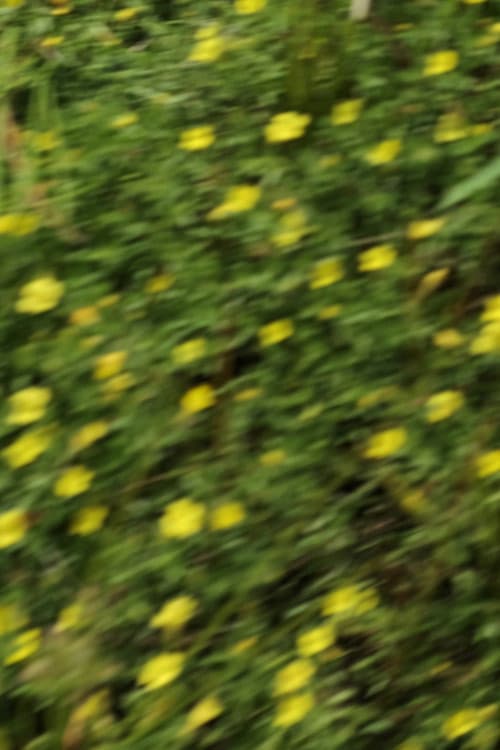 eye see flowers spinning