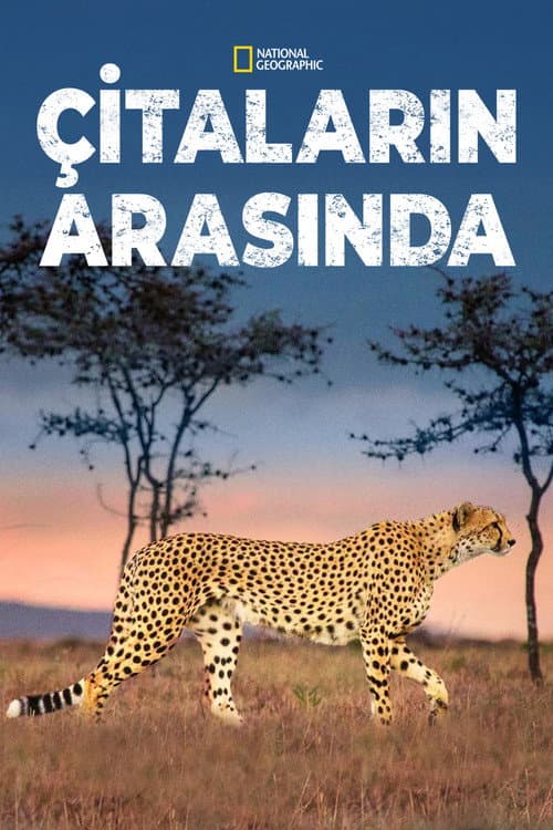Man Among Cheetahs