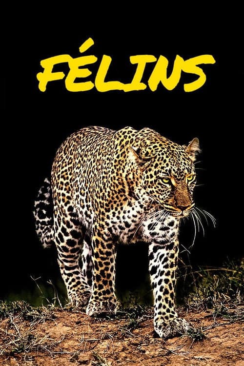 Big Cats