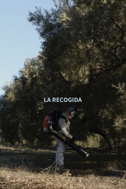 Olive Harvest