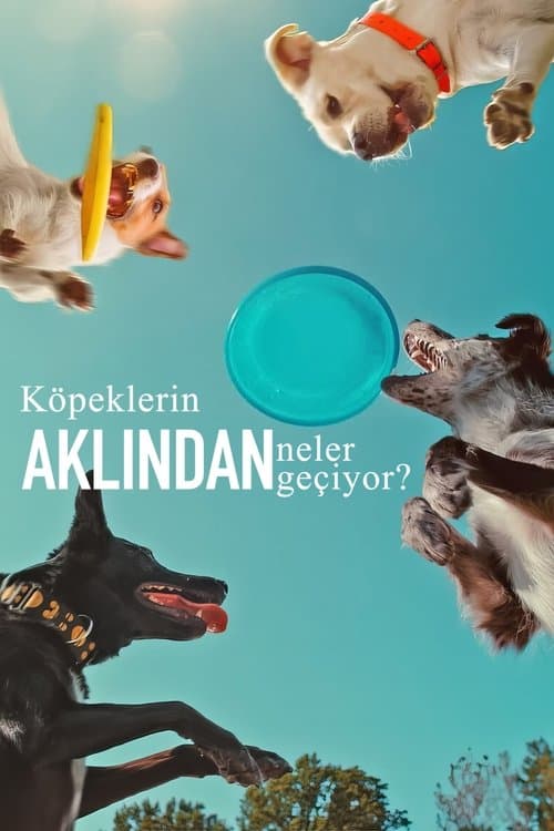 Inside the Mind of a Dog