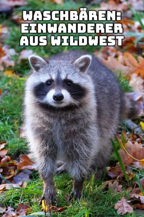Raccoons: The New Europeans
