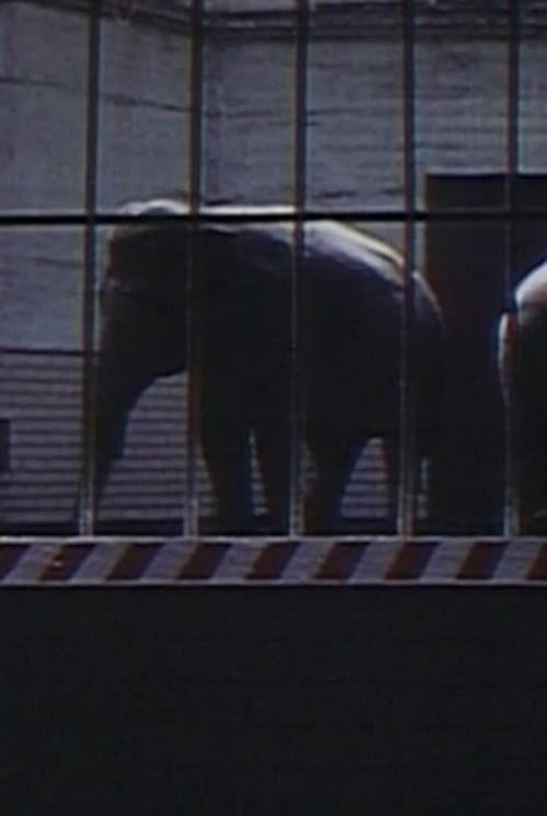 Elephants: Fragments in an Argument
