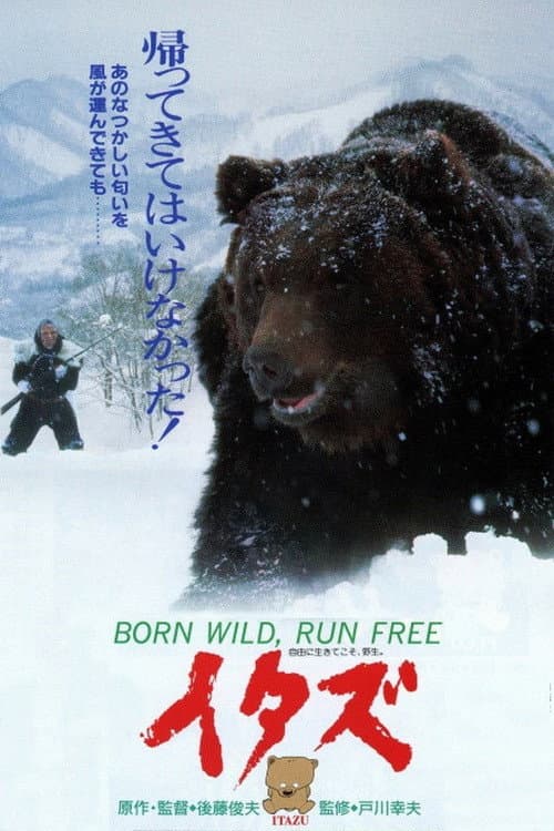 The Forest of the Little Bear
