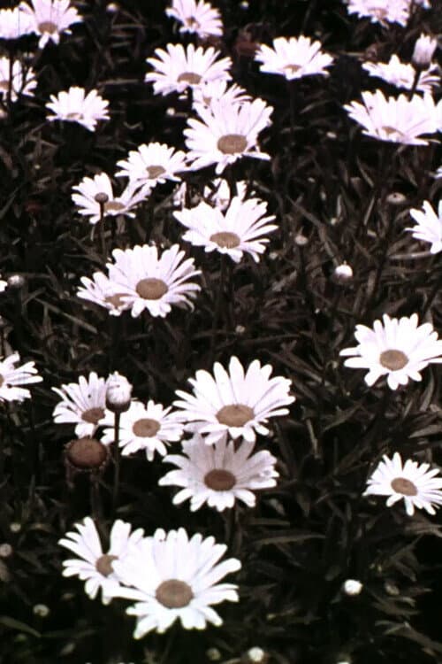 Spring Symphony