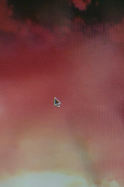 Late Embryo