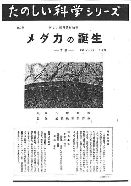 メダカの誕生