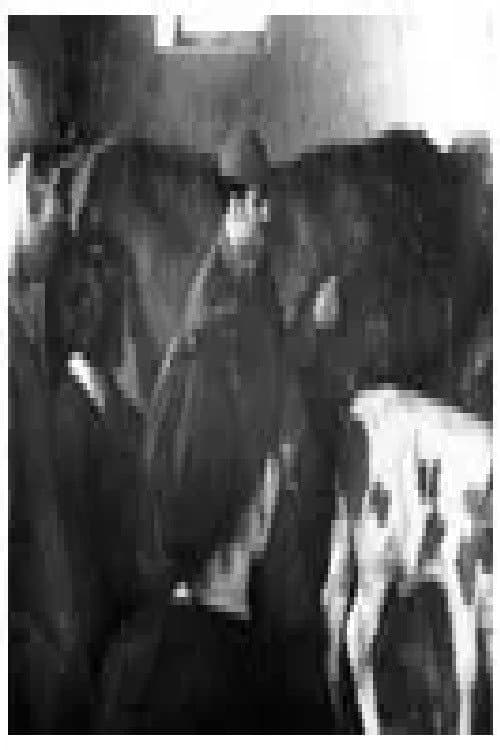 The Cattle Breeding of Today
