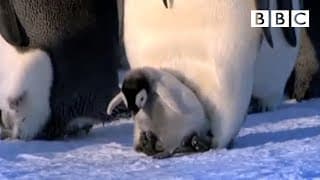Emperor chicks standing tall - Penguins: Spy in the Huddle - Episode 2 Preview - BBC One