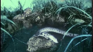 Una serpiente inofensiva. La culebra. (1914)