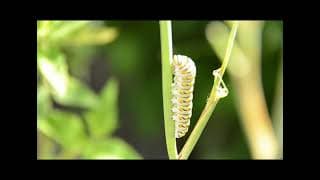 Plants Trailer
