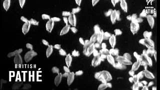 Secrets Of Nature - Water Folk  (1931)