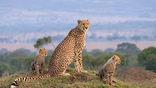 Maasai Mara wildlife documentary trailer