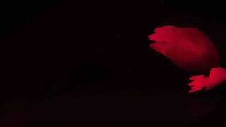 Jelly Fish