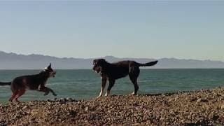 OLD DOG TRAILER