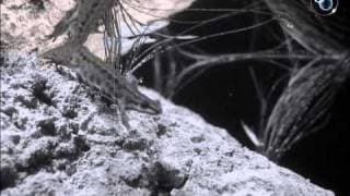 Romance in a Pond (1932) - extract