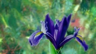 Watch the trailer for 'Painting the Modern Garden: Monet to Matisse'