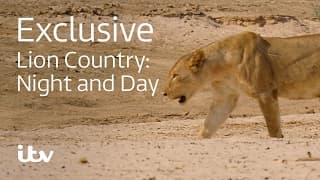 Lion Country: Night and Day | ITV