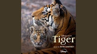 Tigers on the Rise