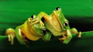 Frogs - The Thin Green Line (Documentary Full Length)